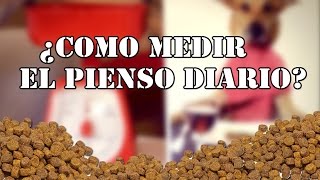 ¿COMO MEDIR EL PIENSO DIARIO [upl. by Gnuhn239]