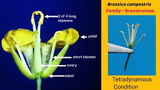 Brassica campestris  Dissection of Mustard flower  Family Cruciferae  Family Brassicaceae [upl. by Howes]