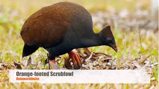 Orangefooted Scrubfowl Megapodius reinwardt  Reinwardthuhn 2 [upl. by Yuht446]