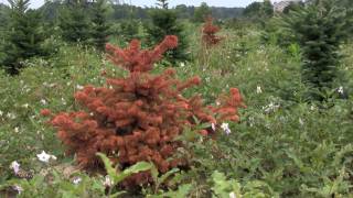 Phytophthora Root Rot in Christmas Trees [upl. by Norad727]