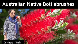 Australian native bottlebrushes  25 plant based medicines 🌳 time InnerVision  Dr Nighat Nasim [upl. by Amesari]