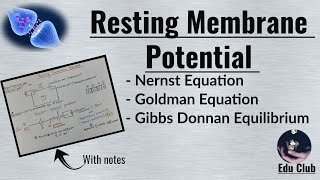 Resting Membrane Potential  Nernst potential  Equilibrium potential   Nerve Muscle Physiology [upl. by Burkley]