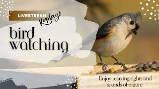 25 hours Birding Live Replay  Peaceful Sights and Sounds [upl. by Buzz]