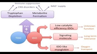 Cystinuria and Tryptophan Metabolism [upl. by Yliram]