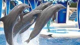 SeaWorlds Dolphin Show voted quotBest on YouTubequot [upl. by Fowler26]