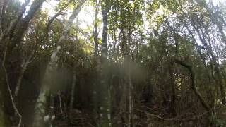 Chasse de la bécasse en Corse avec Arko Setter Anglais arret et tir Woodcock hunting [upl. by Dlarrej]