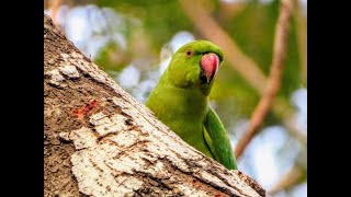 Roseringed Parakeets Talking Sounds  Loud Parrots Chirping  Crow Crowing [upl. by Chesney980]