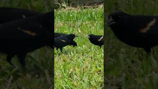 Up Close amp Personal With Tricolored Blackbirds birds nature birdwatching [upl. by Adnalro839]