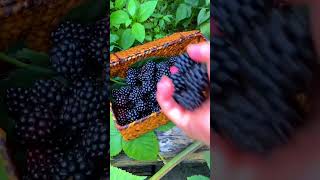 Blackberry Picking satisfying shortvideo [upl. by Aknahs]