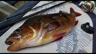 2022 season kayaking and perch fishing [upl. by Sirad]