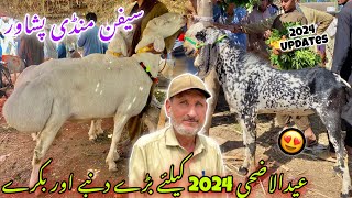 Bakra Dumba Mandi Peshawar 862024 New Updates  Balkhi Sheep 2024 Price Eid Ul Azha Khyber Social [upl. by Opalina]