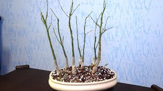 Bonsai forest from Japanese pagoda tree  Sophora Japonica [upl. by Lleraj661]