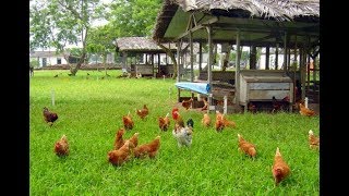 Criação De Frango Caipira [upl. by Louisette]