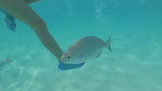 Snorkeling in Sahl Hasheesh Hurghada Egypt  Oct 2023 [upl. by Musser]