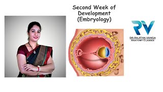 Second Week of Development General Embryology by Dr Rajitha Vanga [upl. by Oakley]