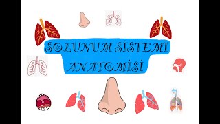 SOLUNUM SİSTEMİ ANATOMİSİ [upl. by Stan473]