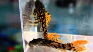 L273 Red Titanic Pleco [upl. by Gamin46]