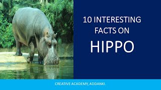 quotHippo Highlights 10 Incredible Facts About These Aquatic Giantsquot hippopotamus [upl. by Gusba915]