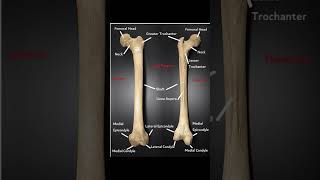 femur anatomyfemur osteologyx ray pelvicintertrochanteric fracture of femurzone of femur [upl. by Edgell]