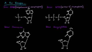 Naming Nucleotides and Nucleosides [upl. by Ynohtona]