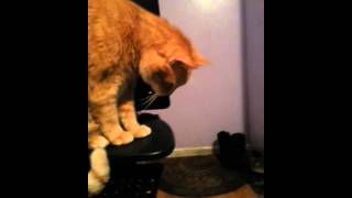 Cat follows orders to knock spoon over [upl. by Noffets]