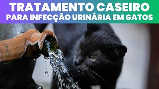 Infecção Urinária Em Gatos Tratamento Caseiro [upl. by Cara68]