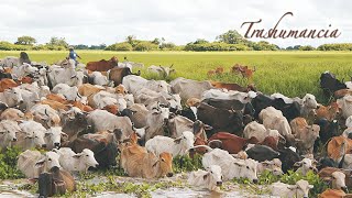 TRASHUMANCIA Vaquerías rodeo arreo de ganado ganadería tropical Llanos sabanas pampas Campo [upl. by Retseh]