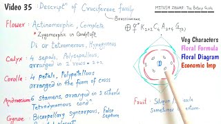 Cruciferae Family  Brassicaceae Family  Floral Formula and Floral Diagram of Cruciferae Family [upl. by Merlin]