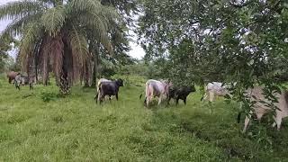 pastoreo y engorda de becerros en 6 meses en la finca de hoy [upl. by Wootan]