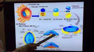 General Embryology  Part III 3rd and 4th week of development by Dr Vijaya [upl. by Steffen196]