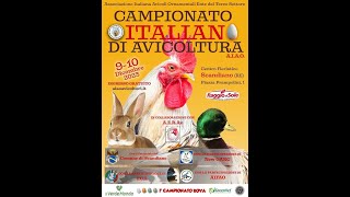 CAMPIONATI ITALIANI DI AVICOLTURA AIAO  SCANDIANO 2023 [upl. by Ativahs236]