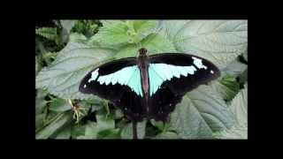 quotPapilio phorcasButterflyquot Video von Wolfgang Schmökel [upl. by Kylah]