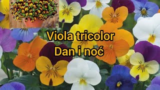 Viola tricolor  dan i noć ljubičica [upl. by Noied]