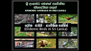 Endemic Birds in Sri Lanka  ශ්‍රී ලංකාවට ආවේණික පක්ෂීන් [upl. by Castillo722]