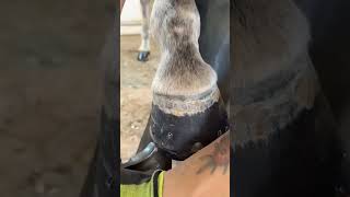 Horse Hoofing Routine 🐴 horse horseequipment horseshoeing horseshoe satisfying horsetack [upl. by Tratner75]