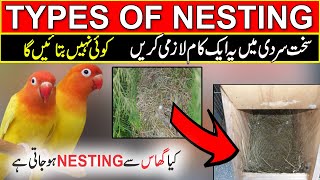 How to make nest for love birds  best nesting material for love birds  types of nesting [upl. by Fugate49]