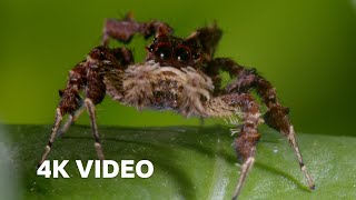 Spider With Three Super Powers  4KUD  The Hunt  BBC Earth [upl. by Malachi]