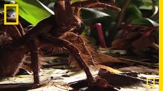 Largest Spider in the World  GIANT Tarantula  National Geographic [upl. by Llertnom791]