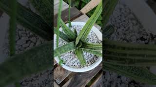 gasteria graciliskeşfet sukulent sorts reels viralvideo viralshorts viralshort viralvideos [upl. by Erline]