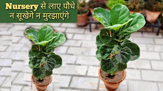 How to care fiddle leaf fig plant यह चीज़ जानलो एकबार Nursery से लाए पौधे न सूखेंगे न मुरझाएंगे [upl. by Rehpotsirhk]