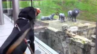 Alfie the Entlebucher Mountain Dog barks at the Lions at the Tower of London [upl. by Toscano]