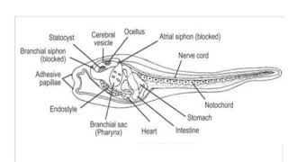 Ascidian tadpole larva [upl. by Concordia703]