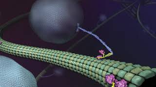 What is Kinesin Ron Vale Explains [upl. by Silohcin]