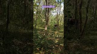 View of cows grazing in the forest 🌲 nature cow cows [upl. by Kass]