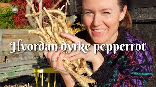 Hvordan dyrke pepperrot [upl. by Stacey]