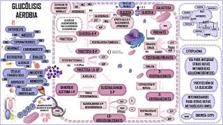 GLUCÓLISIS AEROBIA RECAPITULANDO [upl. by Dlaner206]