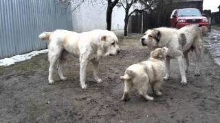 Central Asian Shepherd Dog Stredoázijský ovčiak kennel Bukovina Tatry [upl. by Innoc]