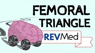 The Femoral Triangle under 5 mins  Anatomy [upl. by Siraved892]