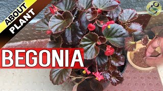 BEGONIA PLANT CARE How to Grow and Propagate Begonia Cuttings  Garden Tips in English [upl. by Ggerc]