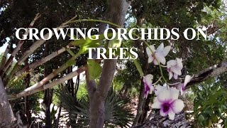 How to grow orchids on outside trees [upl. by Edin]